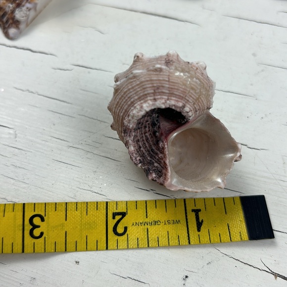 shells - Picture 8 of 15